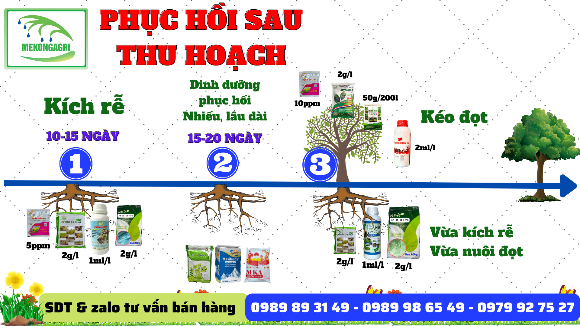 Phục hồi sầu riêng sau thu hoạch